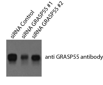 GRASP55 Antibody - BSA Free NBP1-89747