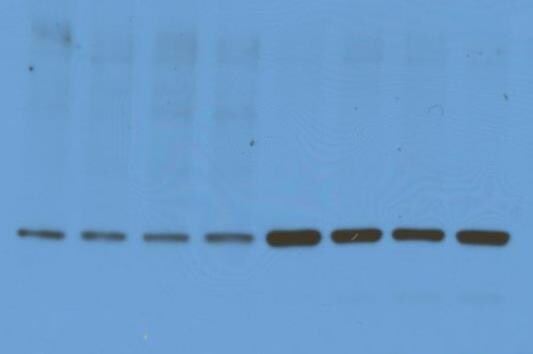 GRP78/HSPA5 Antibody - BSA Free NBP1-06274