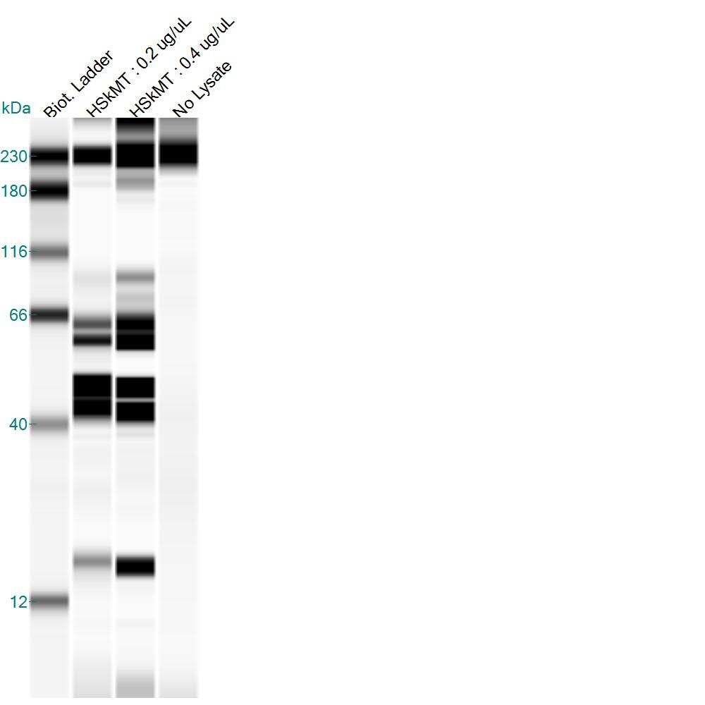GSTA4 Antibody - Azide and BSA Free H00002941-D01P