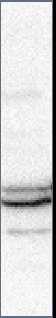 Glut4 Antibody - BSA Free NBP1-49533