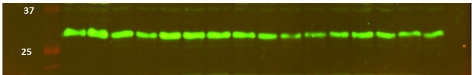 Glut4 Antibody NBP1-49840