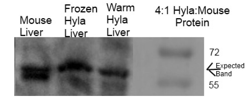 Glycerol Kinase Antibody - BSA Free NBP1-57033