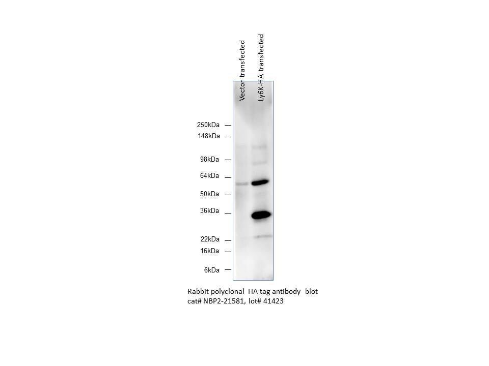 HA Tag Antibody NBP2-21581