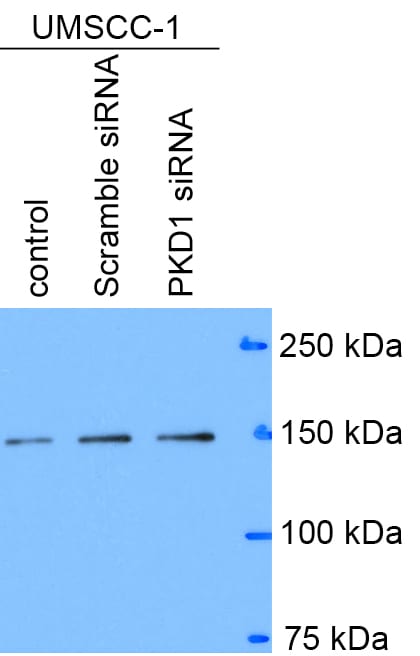 Histone Deacetylase 4/HDAC4 Antibody - BSA Free NBP2-16793