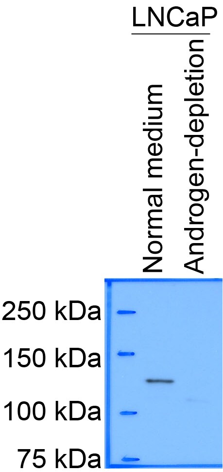 HDAC5 Antibody - BSA Free NBP2-22152