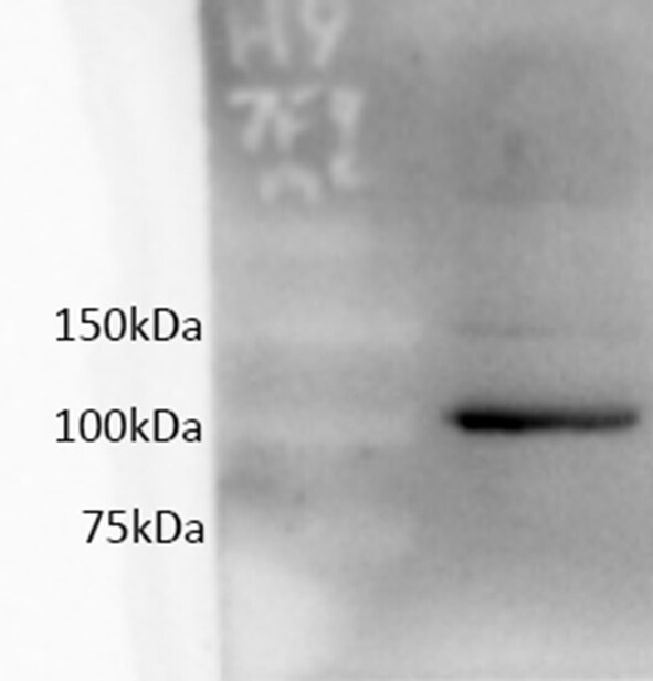 HDAC9 Antibody - BSA Free NBP2-03993