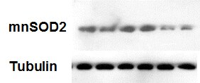 HIF-1 alpha Antibody (H1alpha67) NB100-105