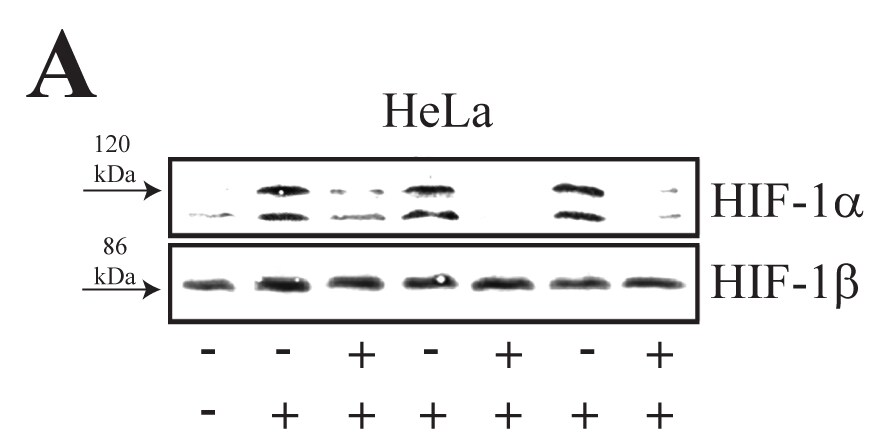 HIF-1 alpha Antibody (H1alpha67) NB100-105