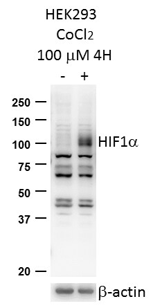 HIF-1 alpha Antibody - BSA Free NB100-134