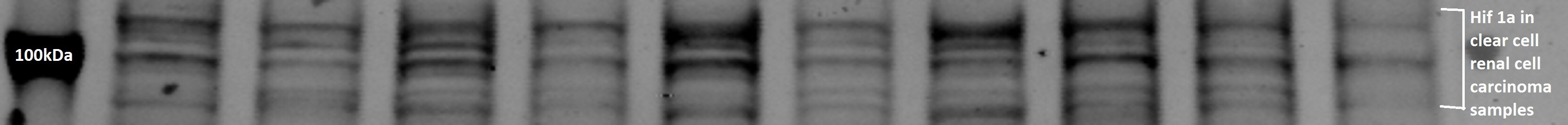 HIF-1 alpha Antibody - BSA Free NB100-134