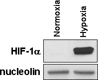 HIF-1 alpha Antibody NB100-449