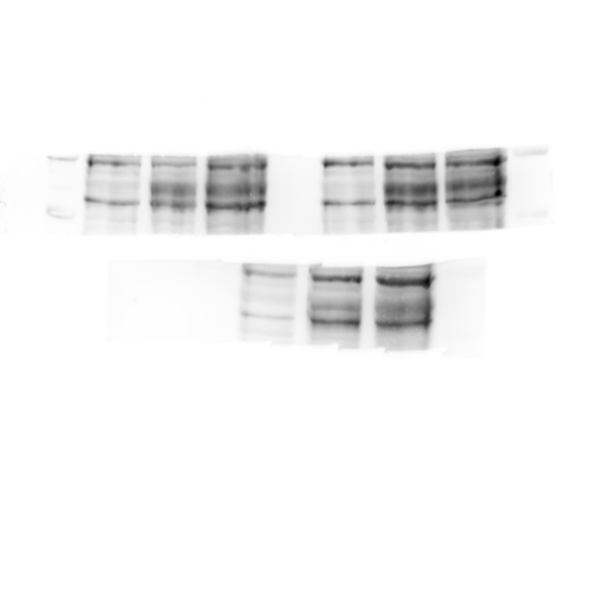 HIF-1 alpha Antibody NB100-449