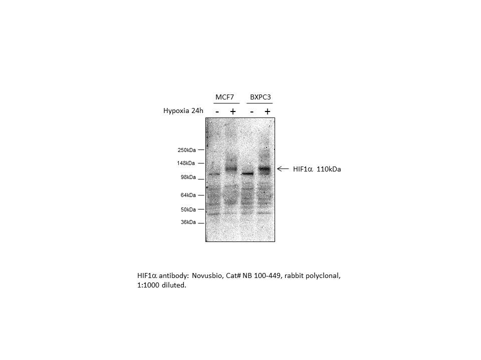HIF-1 alpha Antibody NB100-449
