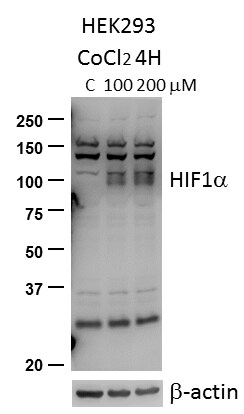 HIF-1 alpha Antibody - BSA Free NB100-479