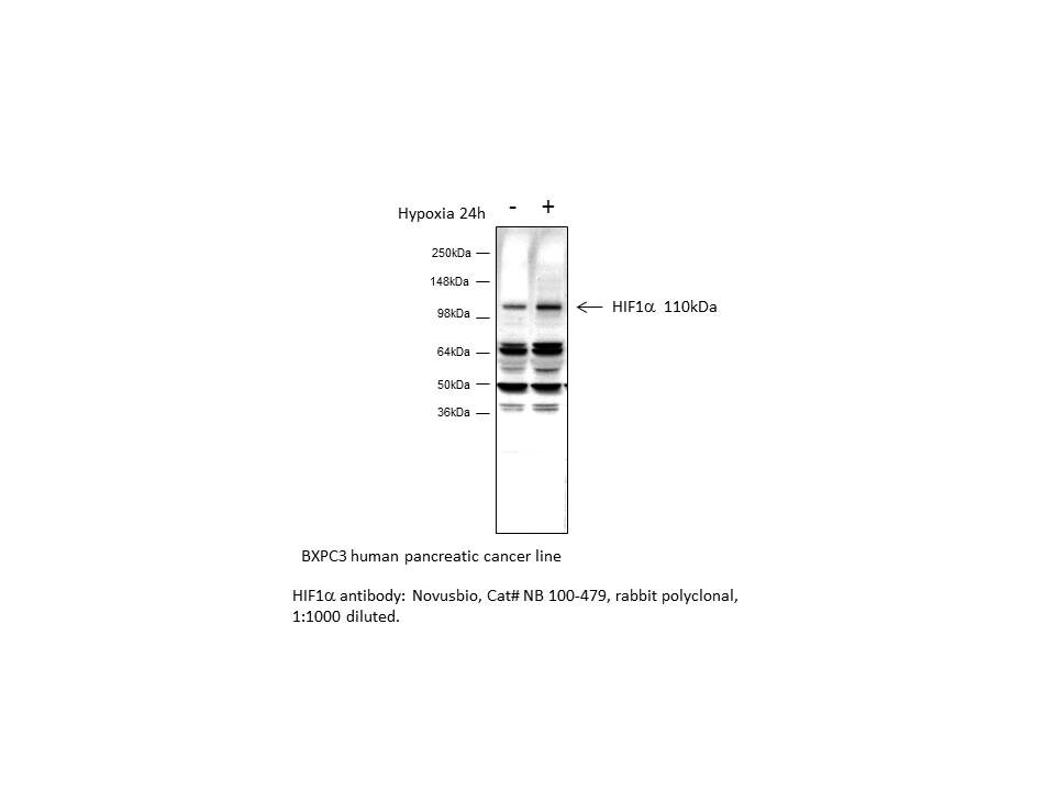 HIF-1 alpha Antibody - BSA Free NB100-479