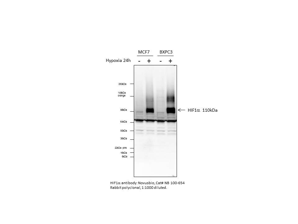 HIF-1 alpha Antibody - BSA Free NB100-654