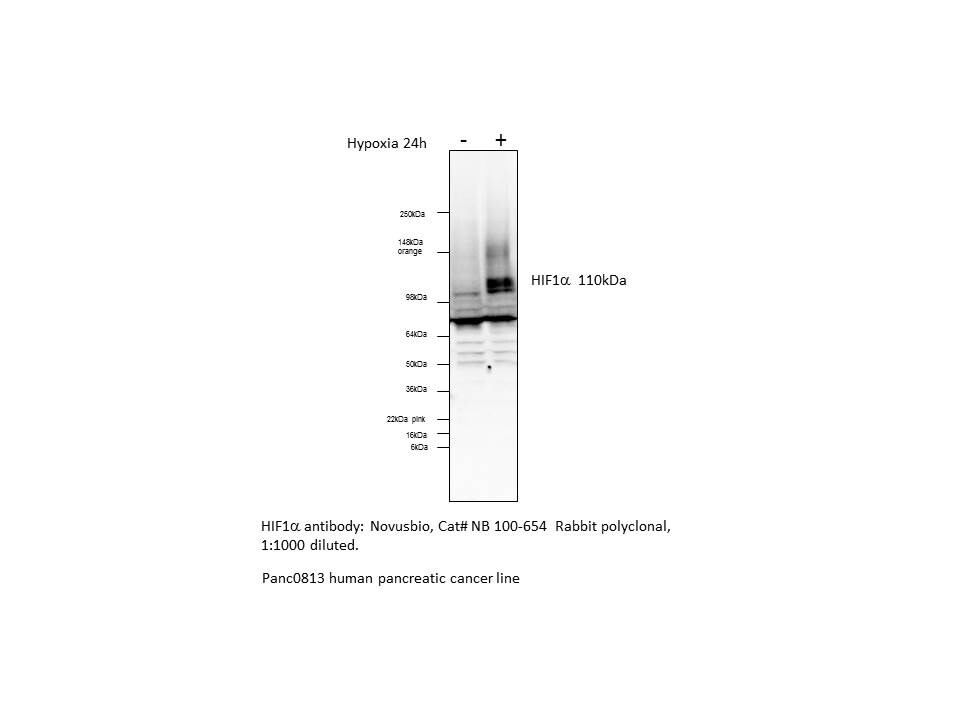 HIF-1 alpha Antibody Pack NB100-905