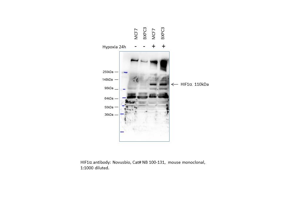 HIF-1 alpha Antibody Pack NB100-905