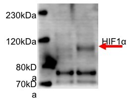 HIF-1 alpha Antibody (H1alpha67) NB100-105