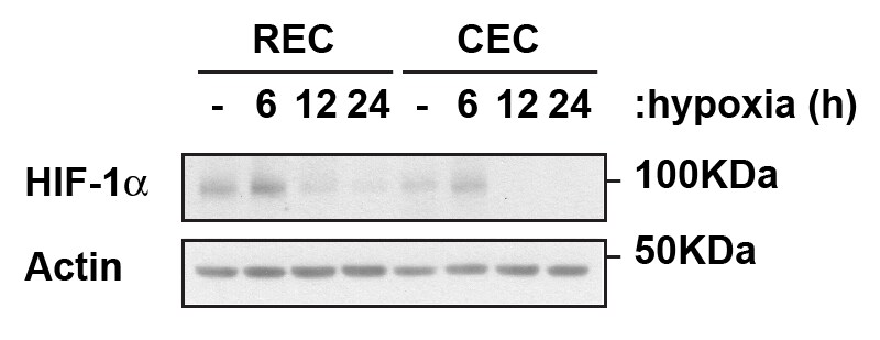 HIF-1 alpha Antibody - BSA Free NB100-134