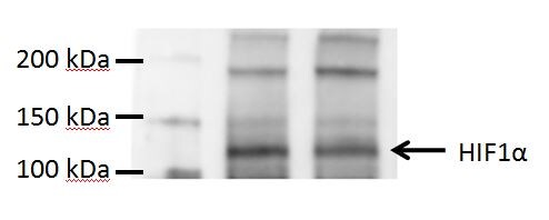 HIF-1 alpha Antibody - BSA Free NB100-479