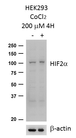 HIF-2 alpha/EPAS1 Antibody - BSA Free NB100-122