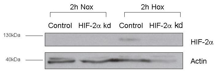 HIF-2 alpha/EPAS1 Antibody - BSA Free NB100-122