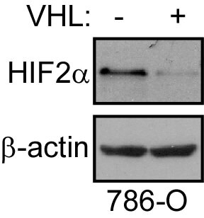 HIF-2 alpha/EPAS1 Antibody - BSA Free NB100-122