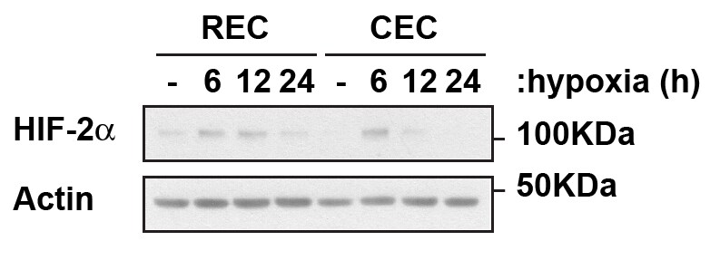 HIF-2 alpha/EPAS1 Antibody - BSA Free NB100-122