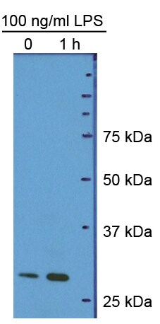 HMGB1/HMG-1 Antibody (19N10B7) - BSA Free NBP2-27396