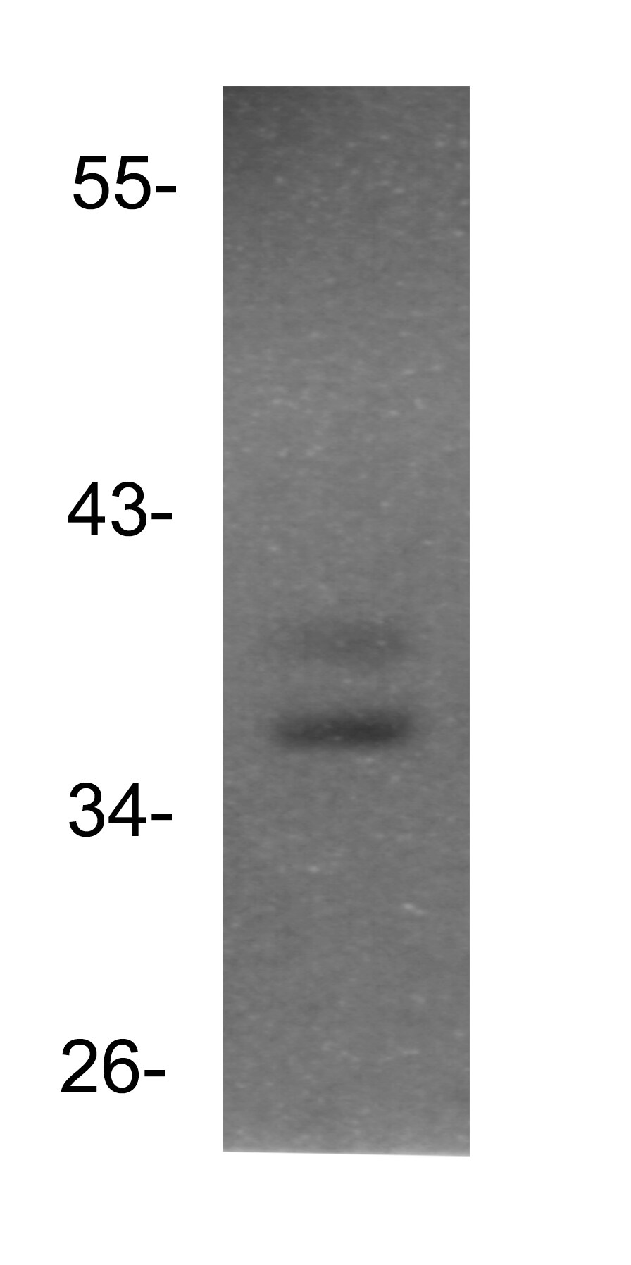 HMX3 Antibody - BSA Free NBP1-69011