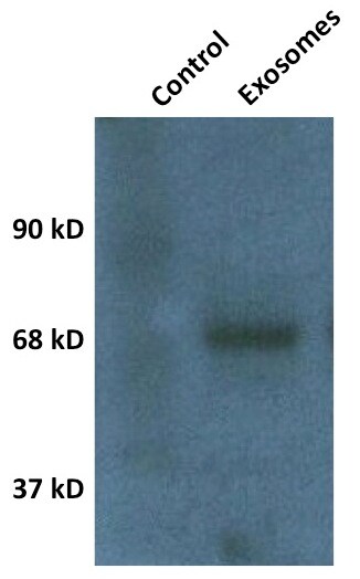 HSPA8/HSC71/Hsc70 Antibody NB100-41377
