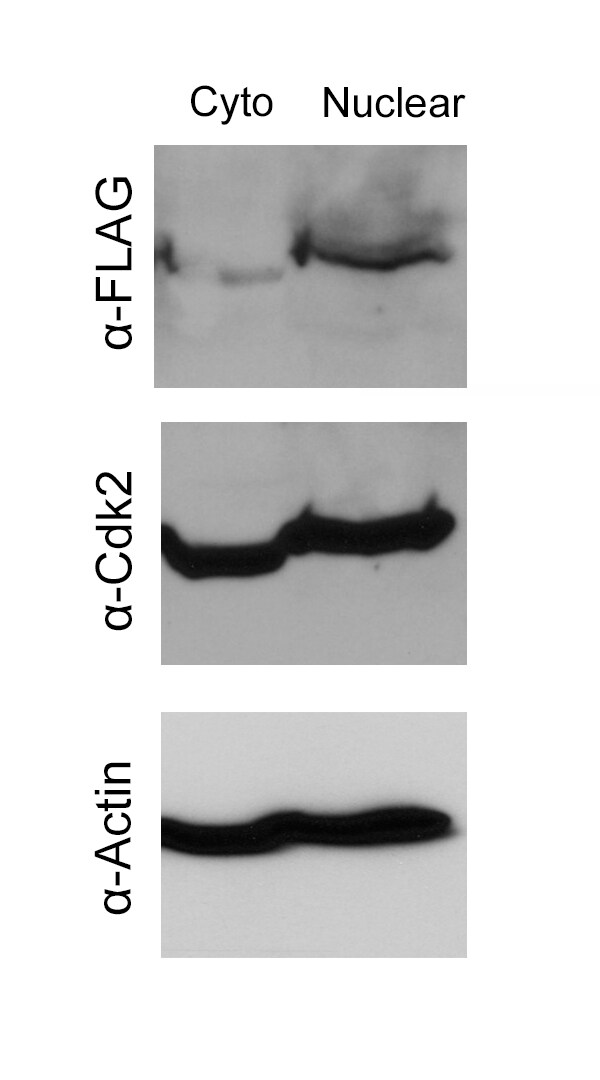 Hexokinase 1 Antibody - BSA Free NBP1-85789