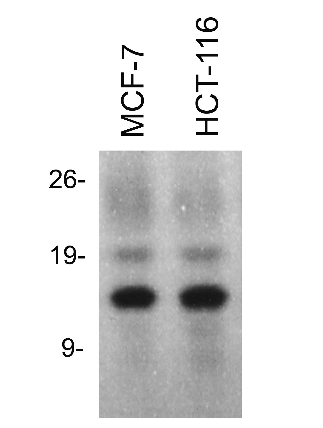 Histone H2a Antibody - BSA Free NB100-56346