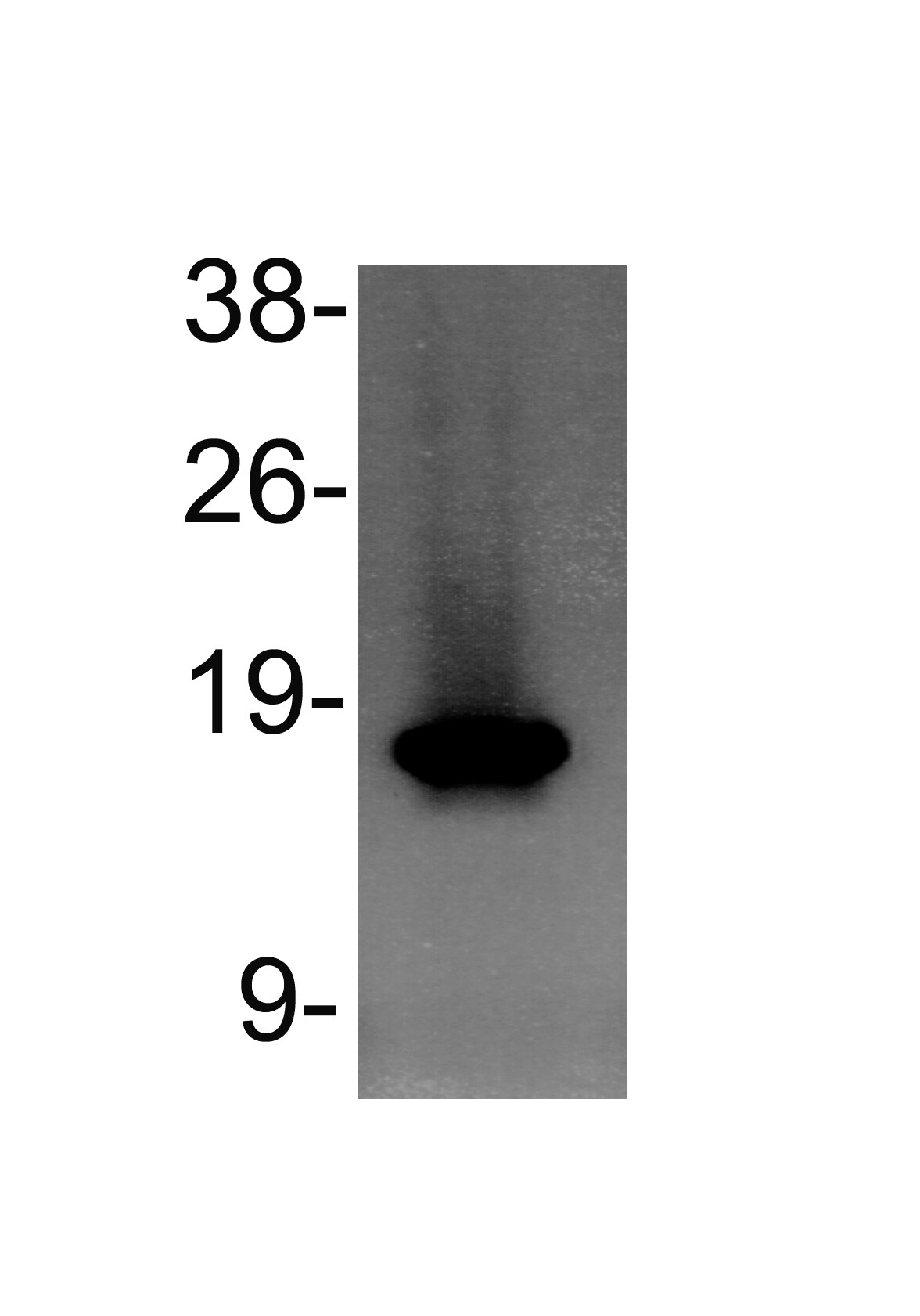 Histone H3 [Monomethyl Lys4] Antibody - BSA Free NB21-1021