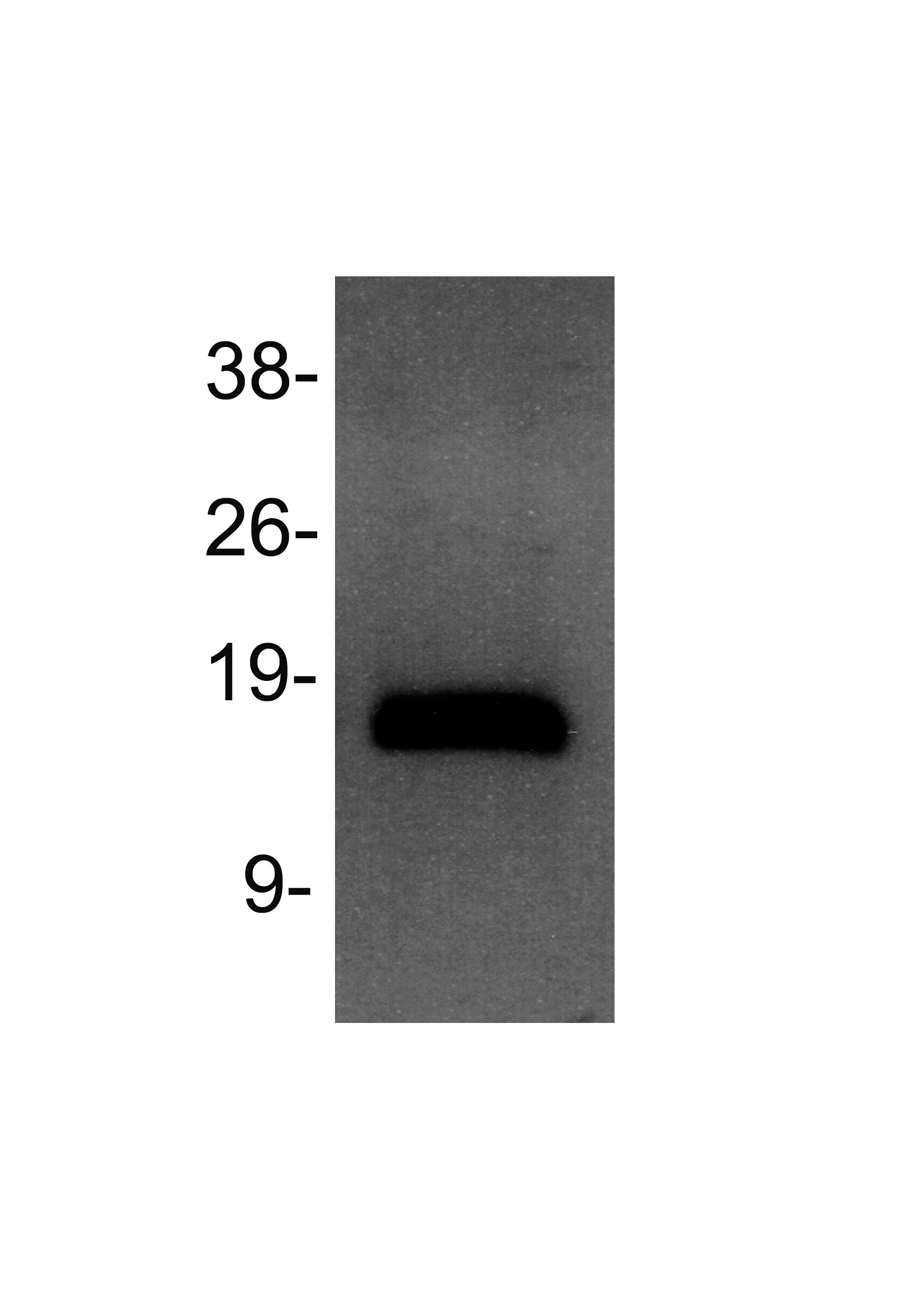 Histone H3 [Dimethyl Lys4] Antibody - BSA Free NB21-1022