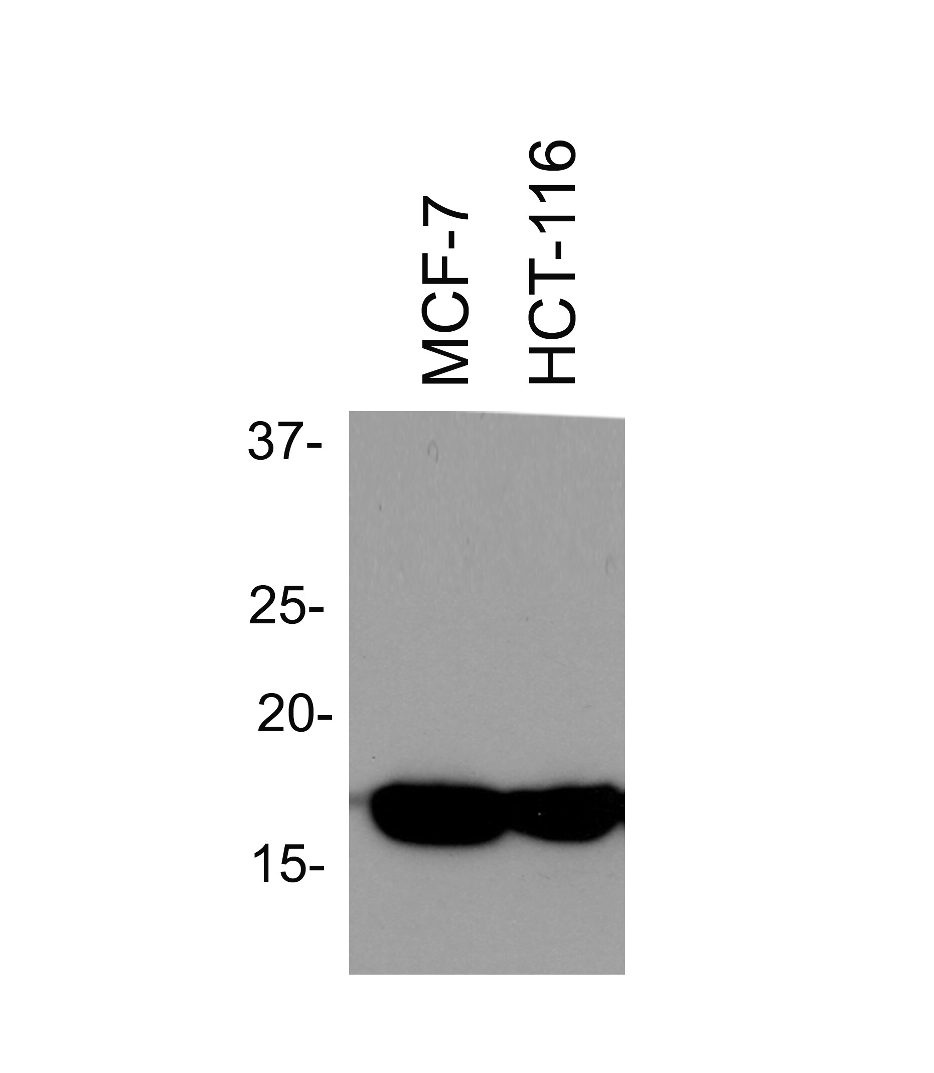 Histone H3 Antibody - BSA Free NB500-171