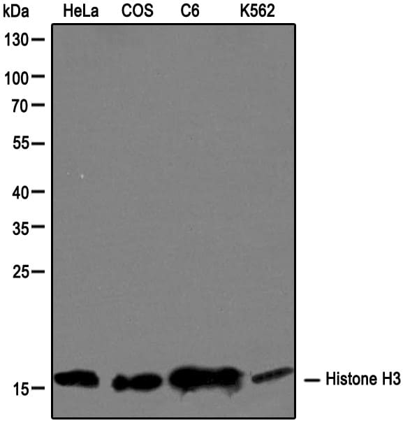 Histone H3 Antibody - BSA Free NB500-171