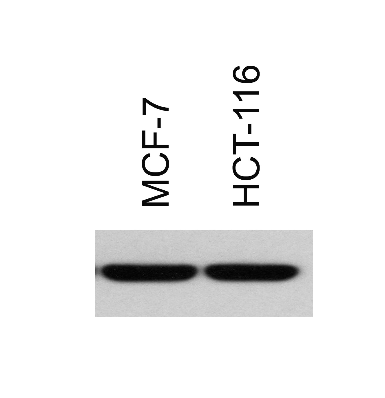 Histone H3 [Trimethyl Lys9] Antibody (6F12-H4) - BSA Free NBP1-30141