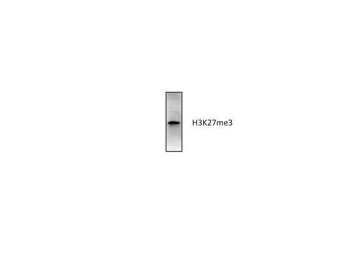 Histone H3 [Trimethyl Lys27] Antibody NBP2-16840