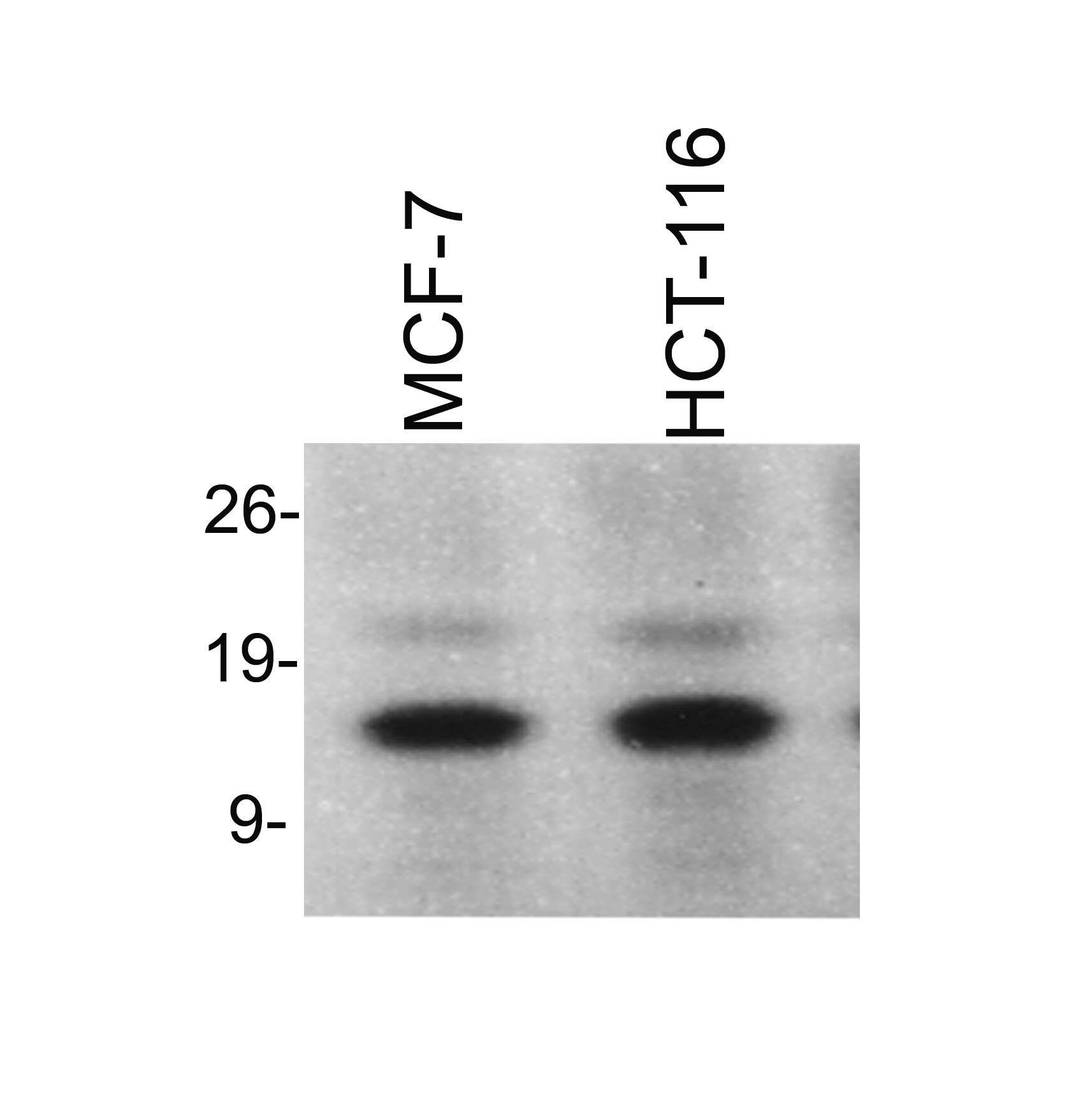 Histone H4 [ac Lys12, ac Lys16, ac Lys8, ac Lys5] Antibody NBP2-16848