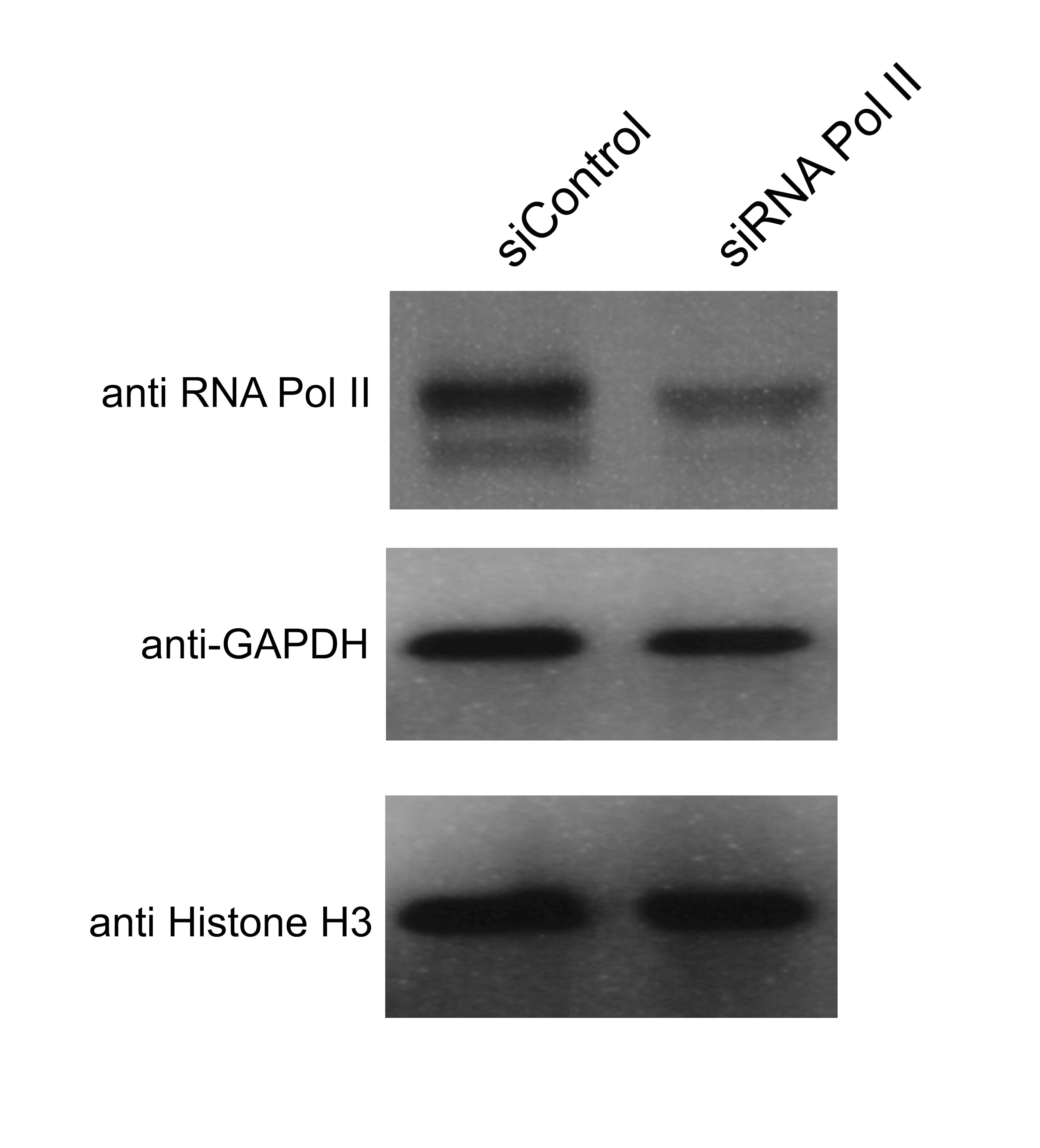 Histone H3 Antibody (1B1-B2) - BSA Free NBP2-36468