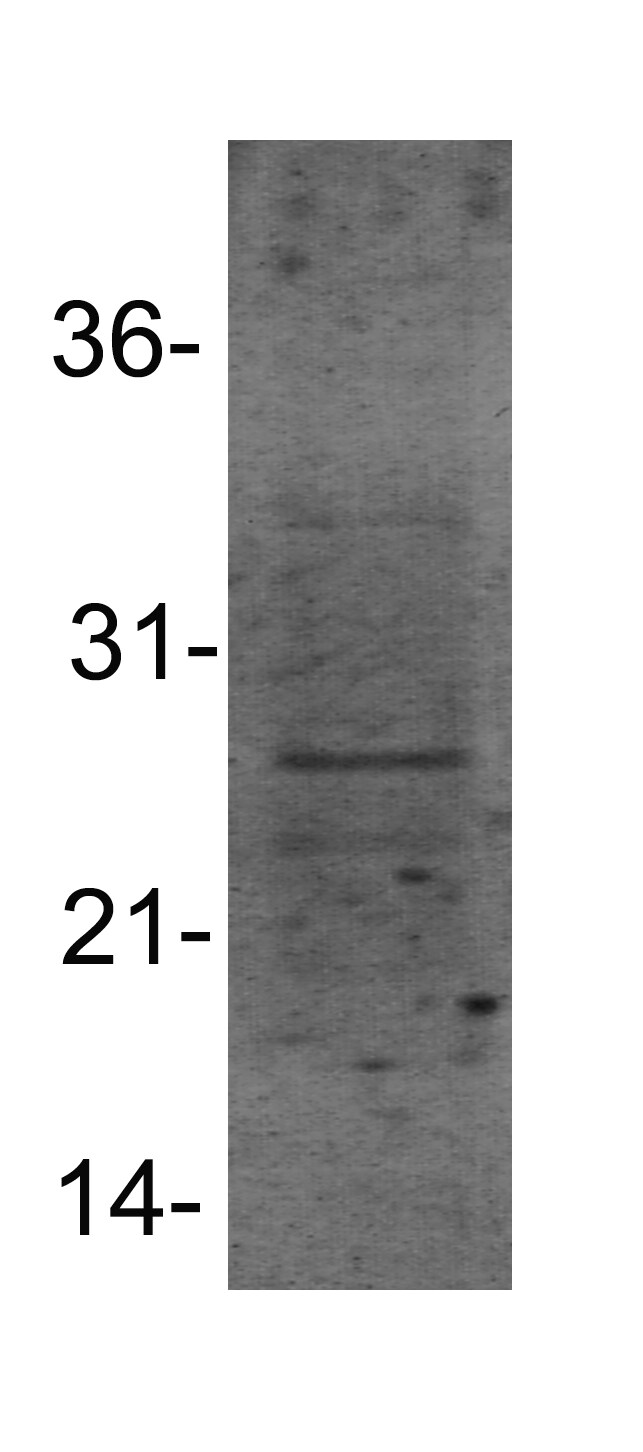 HSP27 Antibody - BSA Free NBP1-75477