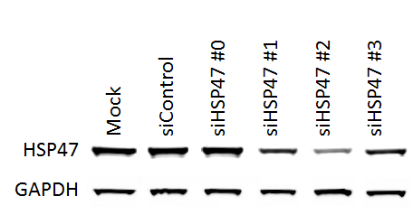 Hsp47 Antibody (M16.10A1) - BSA Free NBP1-97491