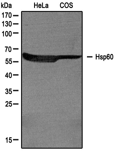 HSP60 Antibody - BSA Free NBP1-77397