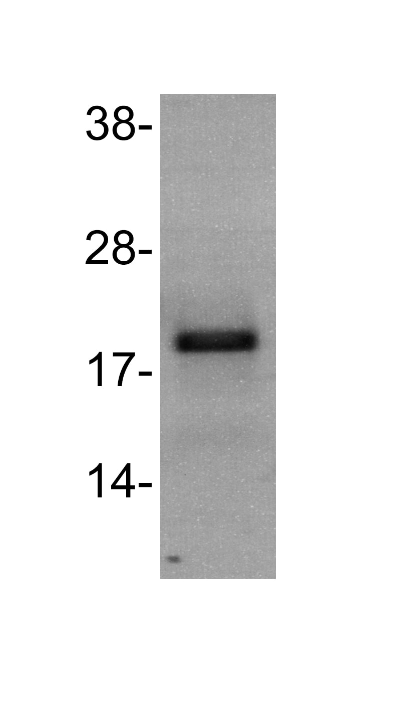 IFN-gamma Antibody (43-11) - BSA Free NBP2-31044