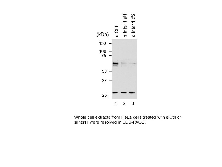 INTS11 Antibody - BSA Free NB100-60638
