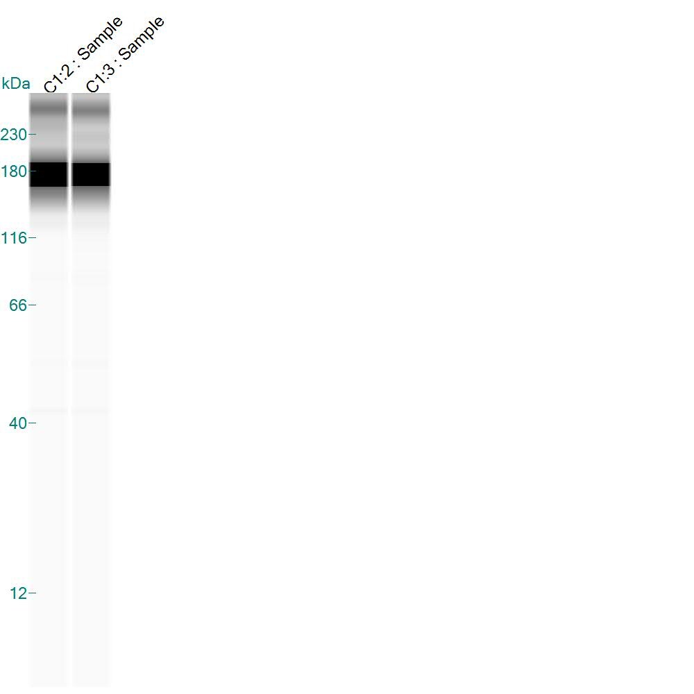 CD11b Antibody - BSA Free NB110-89474
