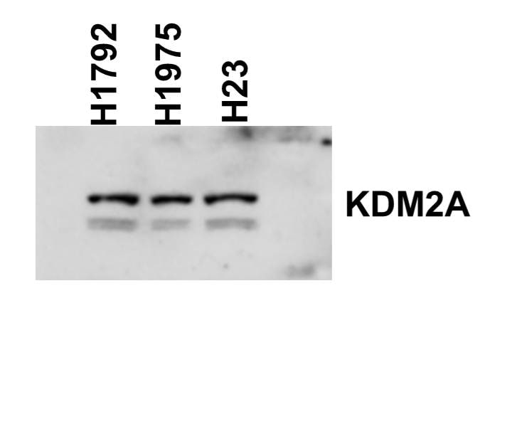 KDM2A/FBXL11 Antibody - BSA Free NBP1-78305