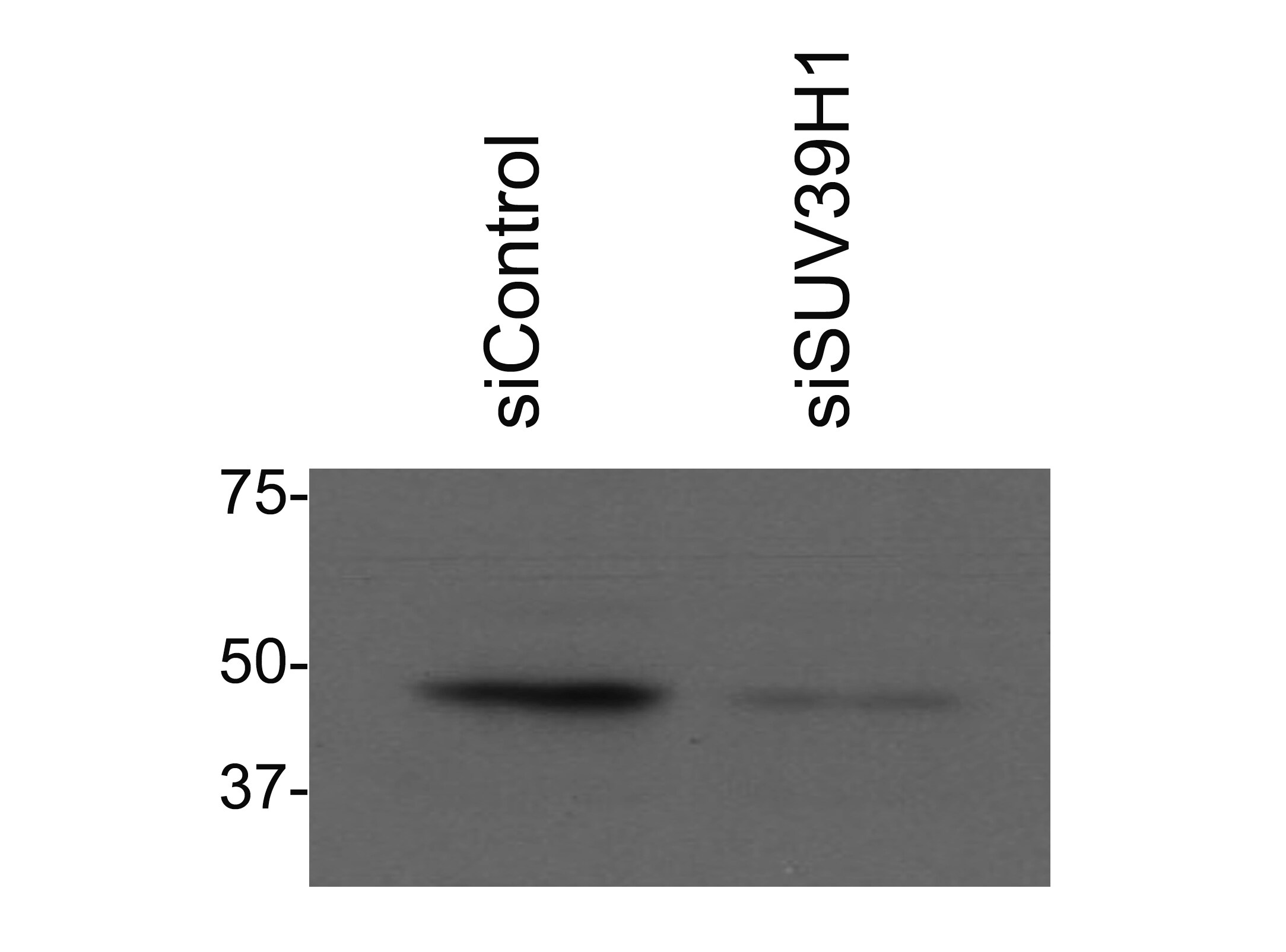 KMT1A/SUV39H1 Antibody - BSA Free NBP2-17086